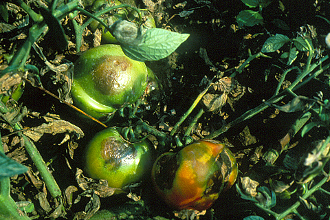 infected tomato fruits
