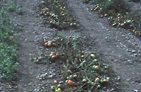 tomato plants defoliated