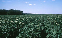 health potato field