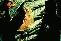 leaf lesion