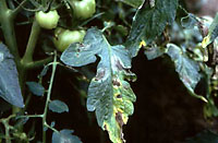 tomato leaflet with late blight