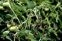infected tomato plants