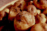 infected potato tubers