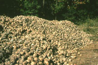 potato pile